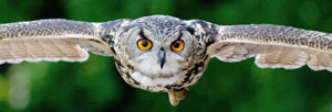 Uhu im Flug